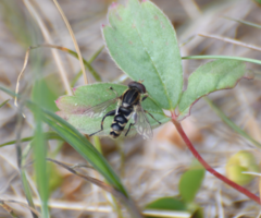 Anasimyia anausis