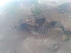 Myoxocephalus octodecemspinosus