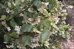 Lasiopetalum schulzenii