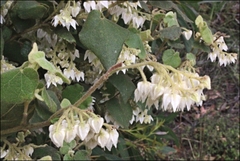 Lasiopetalum schulzenii