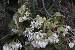 Lasiopetalum schulzenii