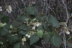 Lasiopetalum schulzenii