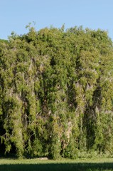 Melaleuca leucadendra
