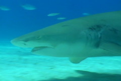 Negaprion brevirostris