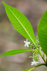 Alstonia macrophylla