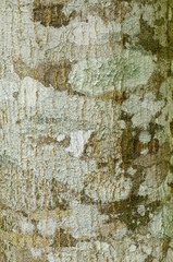 Alstonia macrophylla