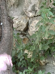 Algyroides moreoticus