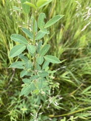 Lespedeza daurica