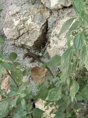 Algyroides moreoticus