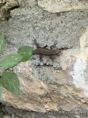 Algyroides moreoticus