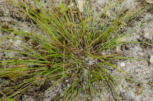 Cyperus filiformis image