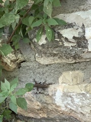 Algyroides moreoticus