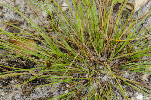Cyperus filiformis image