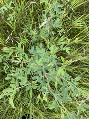 Lespedeza daurica