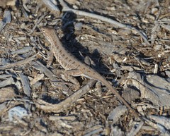 Holbrookia propinqua