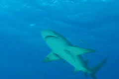 Negaprion brevirostris