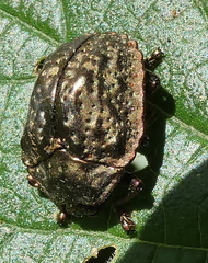 Polychalca aerea