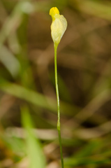 Image of Burmannia flava