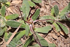 Caladenia filamentosa