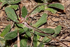 Caladenia filamentosa