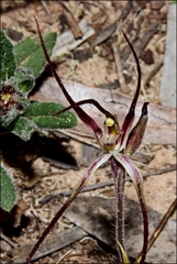 Caladenia filamentosa