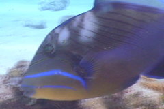 Balistes vetula