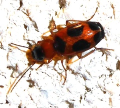 Badister neopulchellus