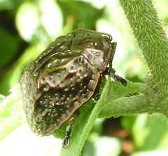 Polychalca aerea