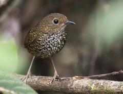 Pnoepyga pusilla