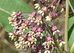 Brachiacantha decempustulata