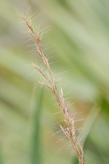 Aristida condensata