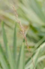 Aristida condensata