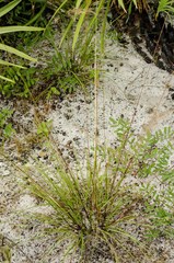 Aristida condensata
