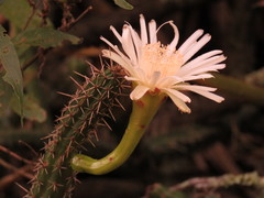 Praecereus euchlorus