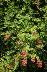 Heteropterys brachiata