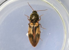 Stropenron hieroglyphica