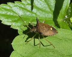 Euschistus carbonerus