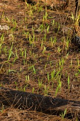Imperata brasiliensis
