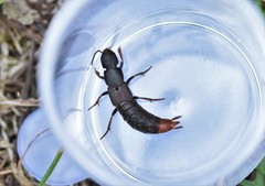 Platydracus mysticus