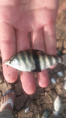 Abramites hypselonotus