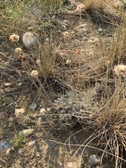 Eriogonum ovalifolium