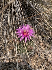 Mammillaria wrightii wrightii