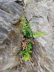 Cryptogramma acrostichoides