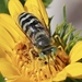 American Sand Wasp - Photo (c) Wendy Feltham, some rights reserved (CC BY-NC), uploaded by Wendy Feltham