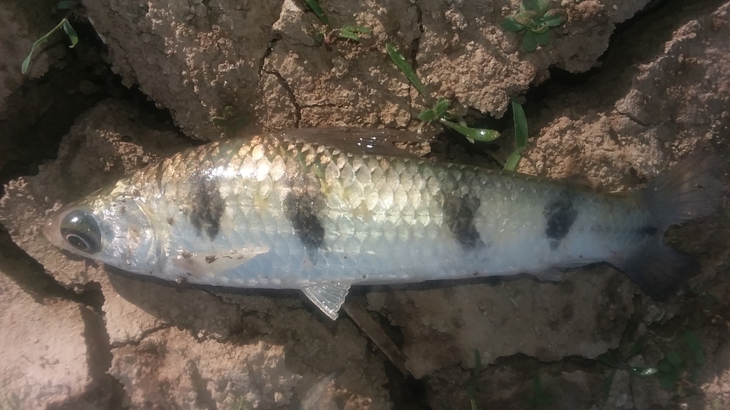 Schizodon fasciatus
