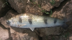 Schizodon fasciatus
