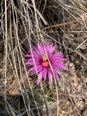 Mammillaria wrightii wrightii