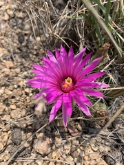 Mammillaria wrightii wrightii