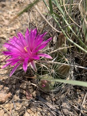Mammillaria wrightii wrightii