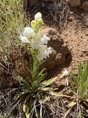 Penstemon jamesii